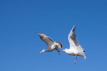Fototapeta premium Pair of seagulls chasing after bread