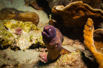 Moray