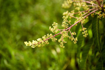 Footage of a mango tree in full bloom