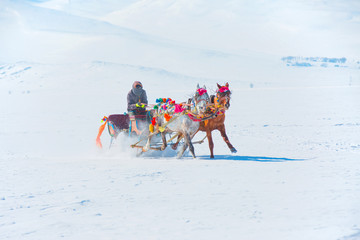 Horses pulling sleigh in winter , Cildir Lake, Kars