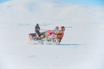 Horses pulling sleigh in winter , Cildir Lake, Kars