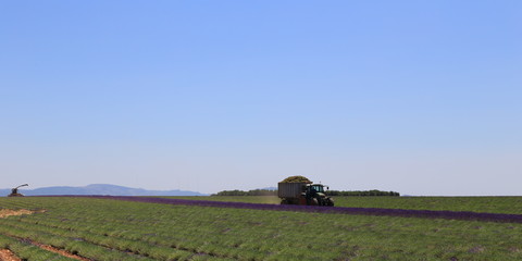 Fototapeta premium récolte du lavandin sur le plateau du Lubéron