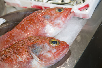 Red Rock Fish on Market Stall, Santiago de Compostela