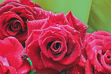 Background of roses. Red roses