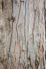 Photograph of aged wood bark of the big tree close up background.