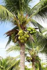 Fototapeta premium Sweet coconut tree