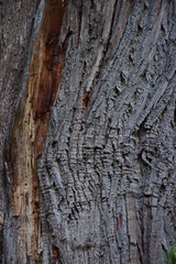 Kastanienbaum, Holzstruktur