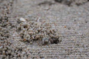Small tropical beach crap standing near its hole close up.