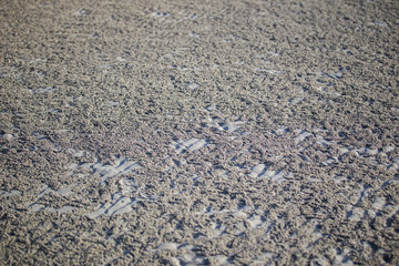 Photograph of a crab holes on the beach after sea water down.