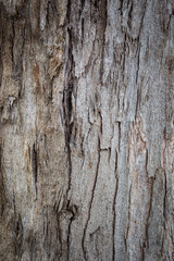 Photograph of aged wood bark of the big tree close up background.