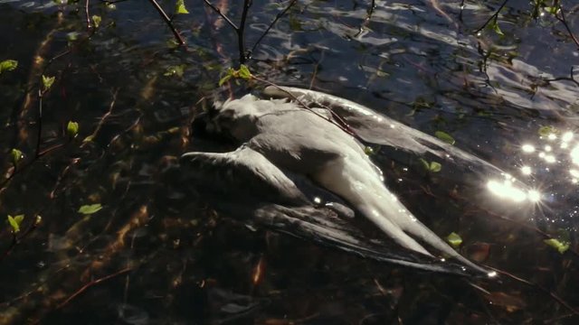 Dead common tern floating on water