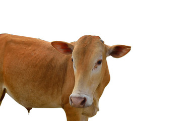 cow isolated on white background