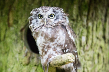 Käuzchen