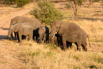 Fototapeta premium Herd of Elephants crossing the road.