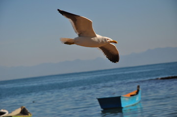 Gaivota