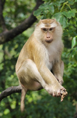 Obraz premium macaque sitting on a branch