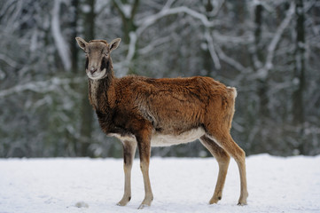 Muffelwild im Winter, Mufflon, (Ovis aries)