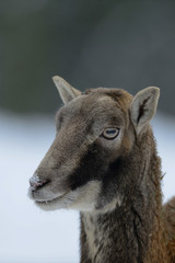 Muffelwild Kopf Portrait, Winter, Mufflon, (Ovis aries)