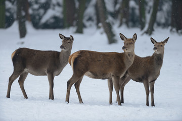 Rotwild, Kahlwild im Winter, (cervus elaphus)