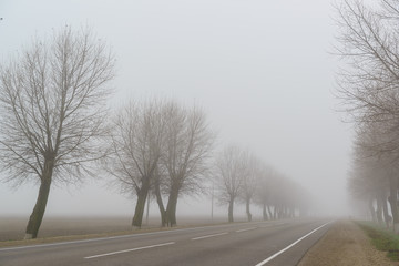 Road with trees on the side disappears in a thick fog. Cold autumn