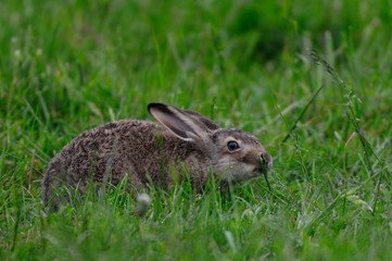 Junger Feldhase knabbert am Gras, Fruehling