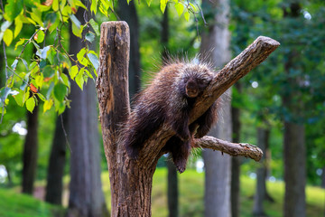 Porcupine in Tree