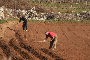 Agricultores de Bosnia