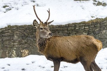 Male Deer looking at you on the snow background, winter time in Romania