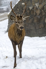 Naklejka na ściany i meble Male Deer looking at you on the snow background, winter time in Romania
