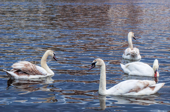 beautiful swans on a lake