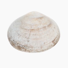 Realistic 3D Render of Clam