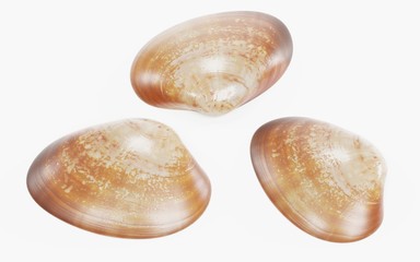 Realistic 3D Render of Clam