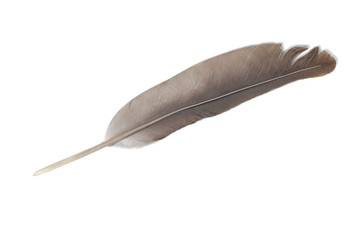 realistic 3d render of bird feather