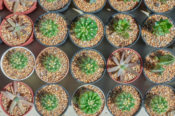 Baby cactus