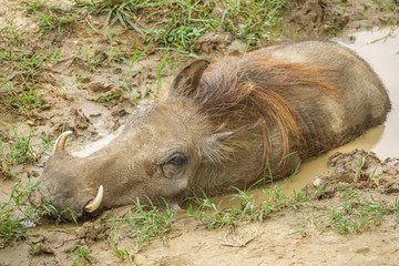 Naklejka na ściany i meble Warthog in a mud pond