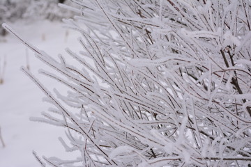 Winter branches close up, wallpaper, landscape