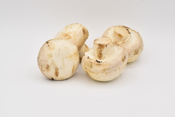 Whitecap Mushrooms on a White Background