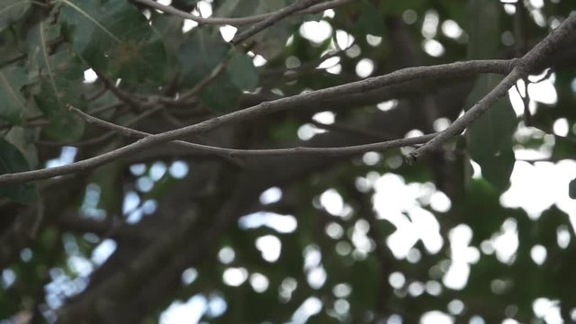 Momoto cejiceleste taking flight in super slow motion