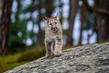 Naklejka premium Adult Male Cougar (Puma concolor) Paw Forward on Rock - captive anima
