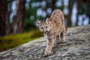 Fototapeta na wymiar Adult Male Cougar (Puma concolor) Paw Forward on Rock - captive anima