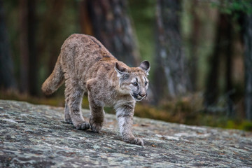 Adult Male Cougar (Puma concolor) Paw Forward on Rock - captive anima