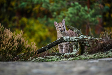 Fototapeta premium Dorosły samiec Cougar (Puma concolor) Paw Forward on Rock - anima w niewoli
