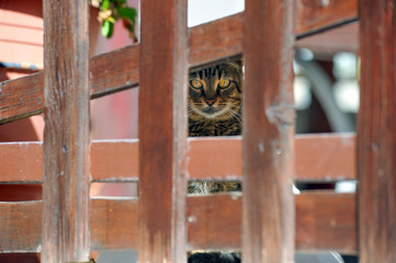 Fototapeta na wymiar Cat behind the fence