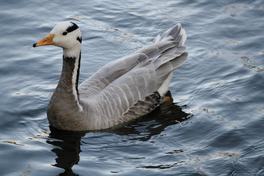 45 Best Bebe Cygne Images Stock Photos Vectors Adobe Stock
