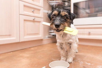 cute little dog cooks and bakes in the kitchen - jack russell terrier