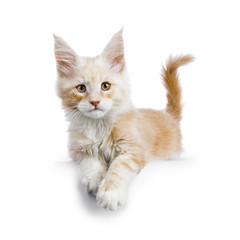 Red silver Maine Coon cat kitten laying isolated on white background with paws hanging over edge looking straight in camera