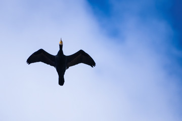 flying cormorant