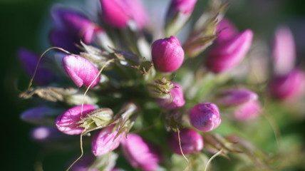 Pink flowers