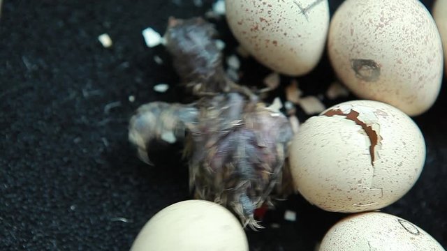 newly hatched partridges on the farm of bird