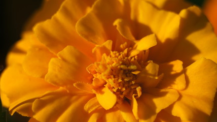 Fototapeta premium Yellow flower
